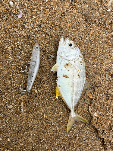 メッキの釣果