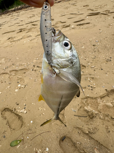 メッキの釣果