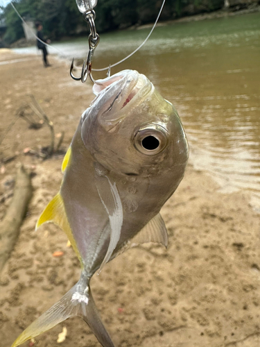 メッキの釣果