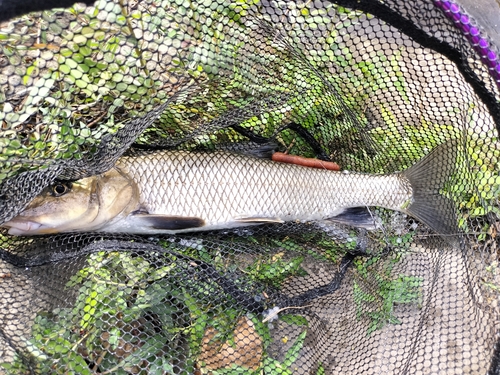 ニゴイの釣果