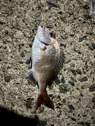 マダイの釣果