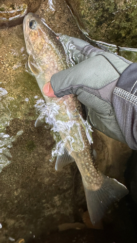 ニッコウイワナの釣果