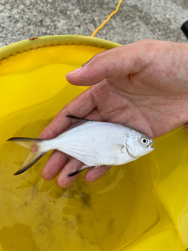 コバンアジの釣果