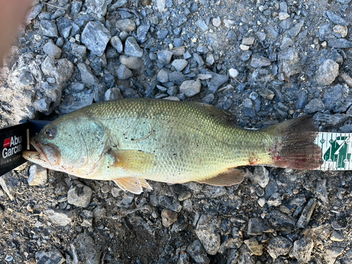 ラージマウスバスの釣果