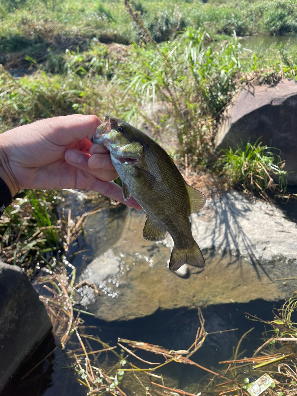 スモールマウスバス