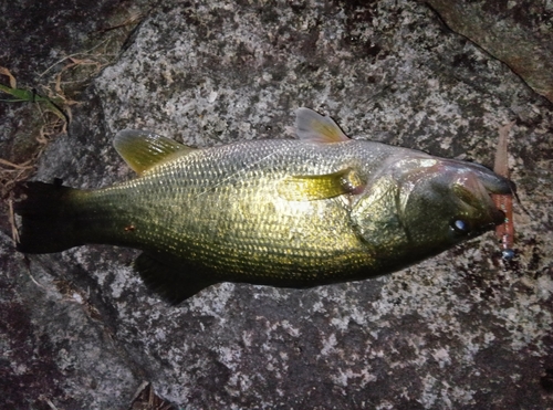 ブラックバスの釣果