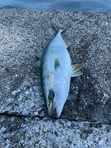 ヤズの釣果