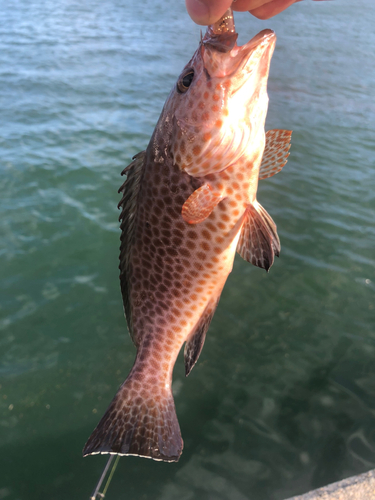 オオモンハタの釣果