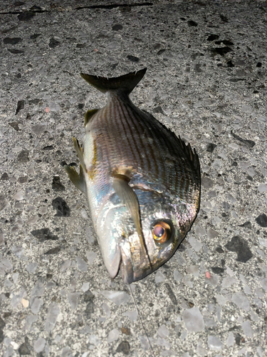 ヘダイの釣果