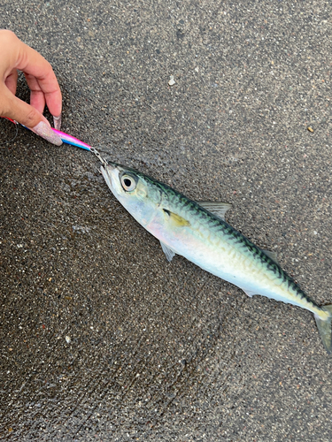 サバの釣果