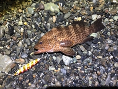 オオモンハタの釣果