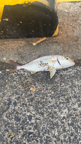 ショゴの釣果