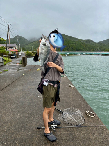 キビレの釣果