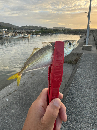 カマスの釣果