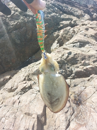 コウイカの釣果