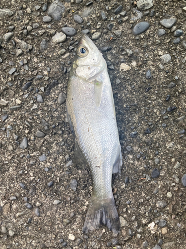 セイゴ（マルスズキ）の釣果