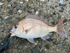 マダイの釣果