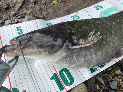 ナマズの釣果