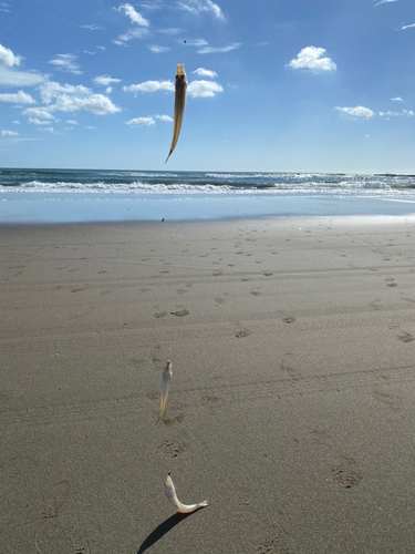 シロギスの釣果