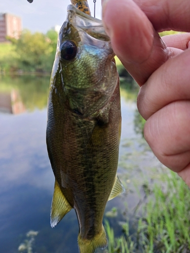 ラージマウスバスの釣果