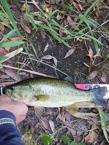 ラージマウスバスの釣果