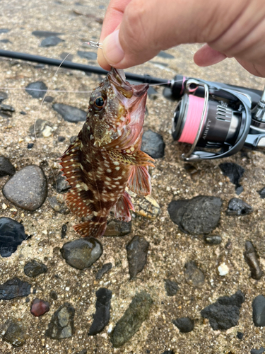 カサゴの釣果