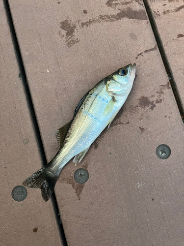 セイゴ（マルスズキ）の釣果