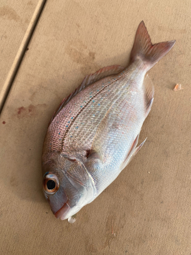 チャリコの釣果