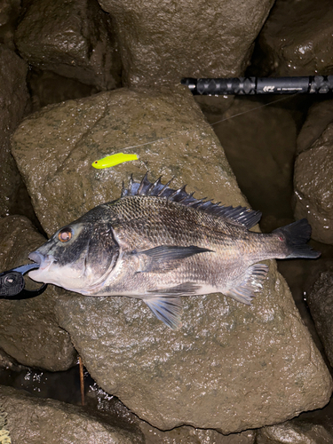 クロダイの釣果