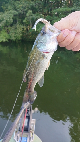 ラージマウスバスの釣果