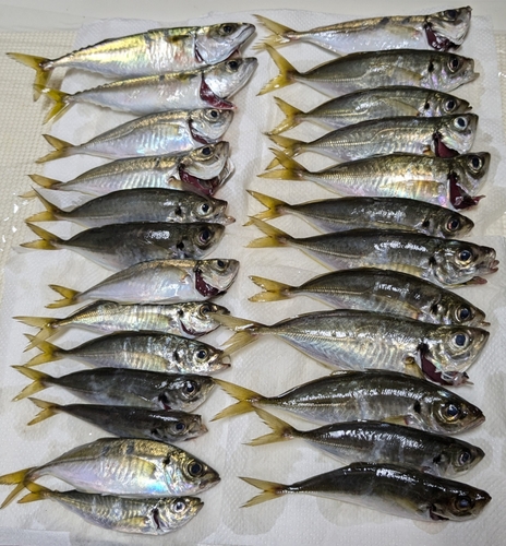 アジの釣果