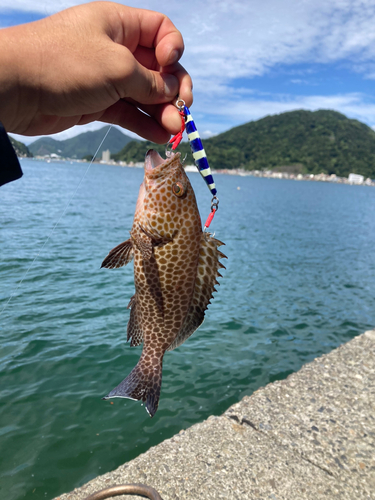 オオモンハタの釣果