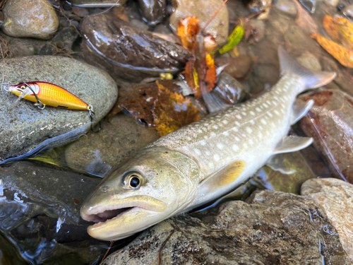 アメマスの釣果