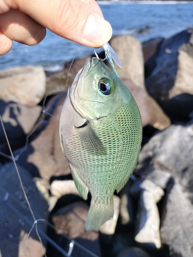 メジナの釣果