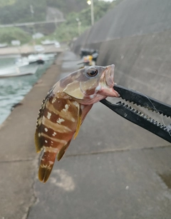 アカハタの釣果