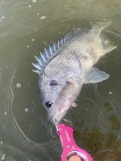 キビレの釣果