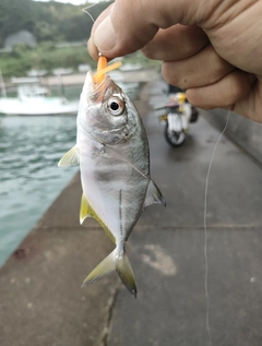 メッキの釣果