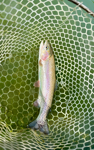 ニジマスの釣果