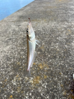 キスの釣果