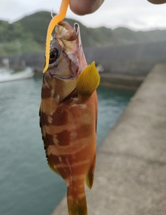 アカハタの釣果