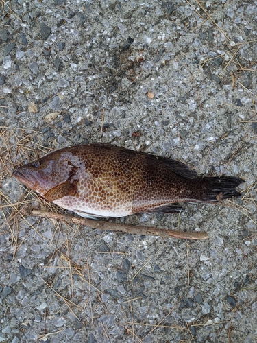 オオモンハタの釣果