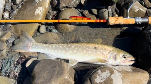 アメマスの釣果