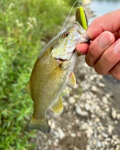 スモールマウスバスの釣果