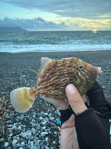 カワハギの釣果