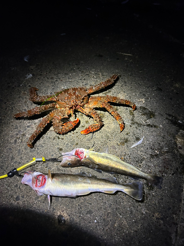 コマイの釣果