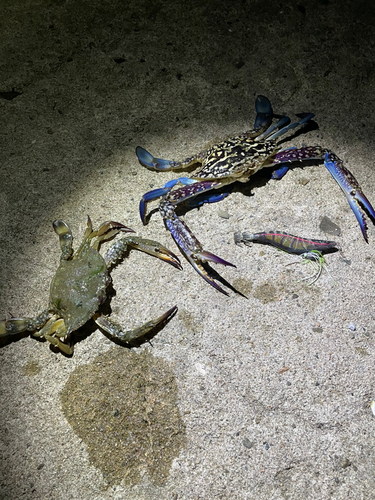 タイワンガザミの釣果