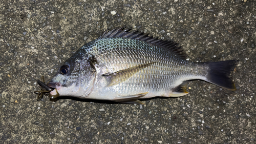 キビレの釣果