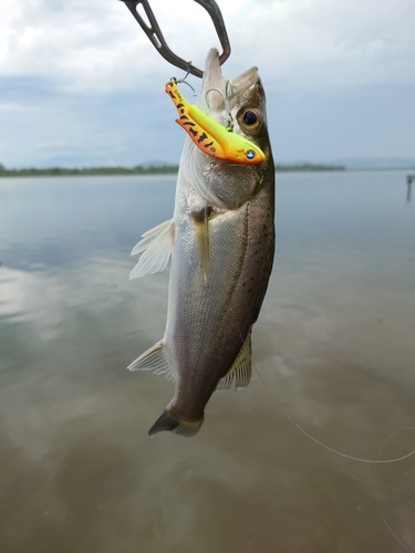 スズキの釣果