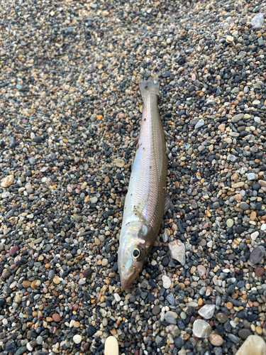 キスの釣果