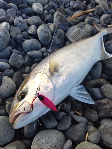 ショゴの釣果